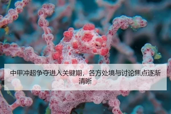中甲冲超争夺进入关键期，各方处境与讨论焦点逐渐清晰 | leyu